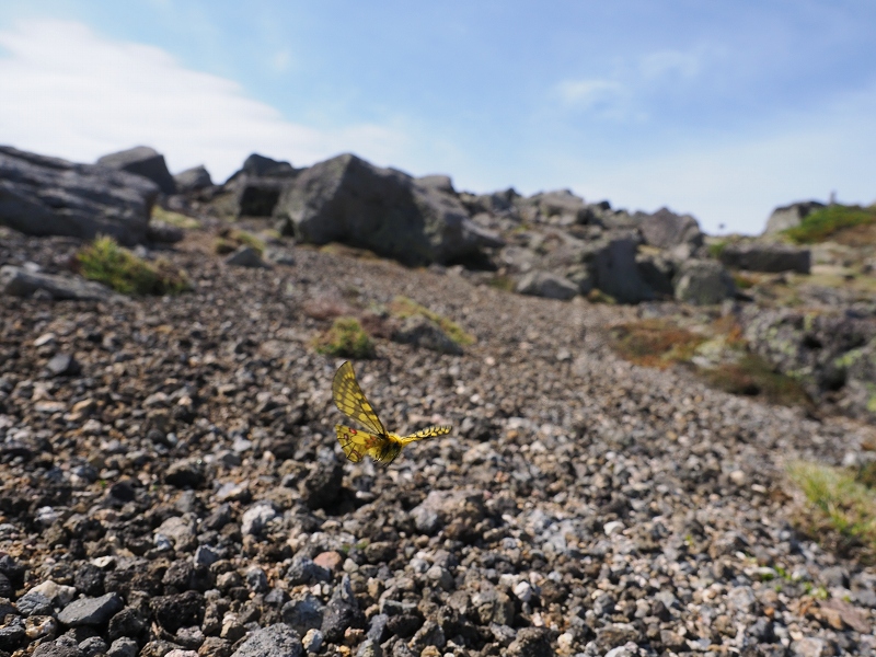 北海道 ウスバキチョウ1